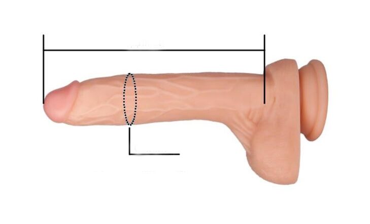 comment mesurer la taille du pénis