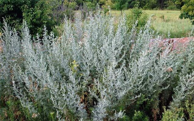 La décoction d'absinthe aide à agrandir le pénis