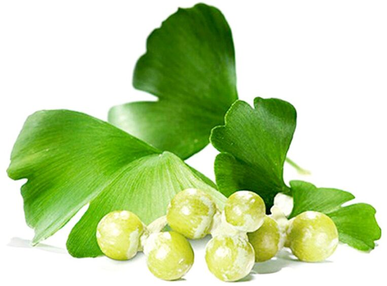 Les feuilles de Ginkgo biloba améliorent la circulation sanguine dans les tissus du pénis